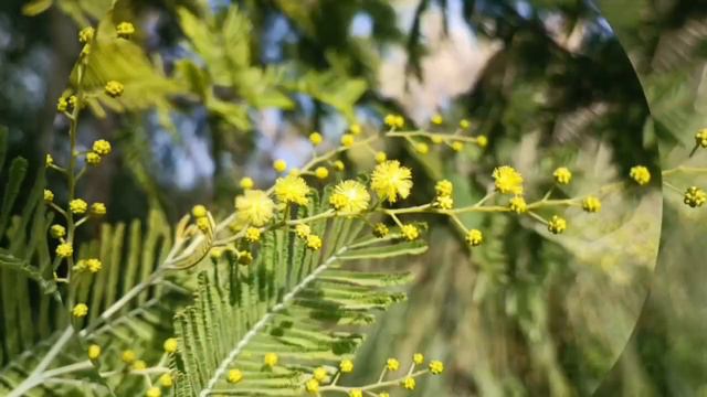 Сад непрерывного цветения в декабре 2022 года смотреть онлайн