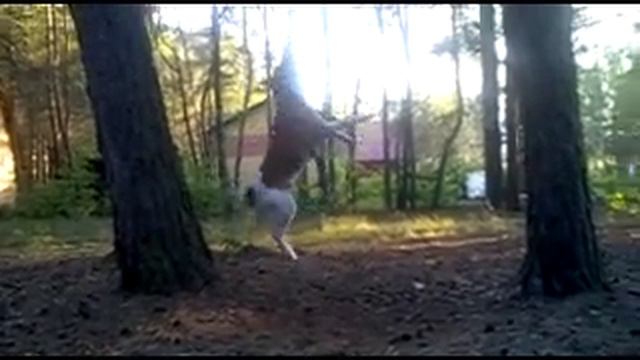Mad Dog Spike .avi смотреть онлайн