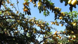 ДАЧА. АЛЫЧА КРУПНОПЛОДНАЯ "НАЙДЕНА". 23.08.2018.