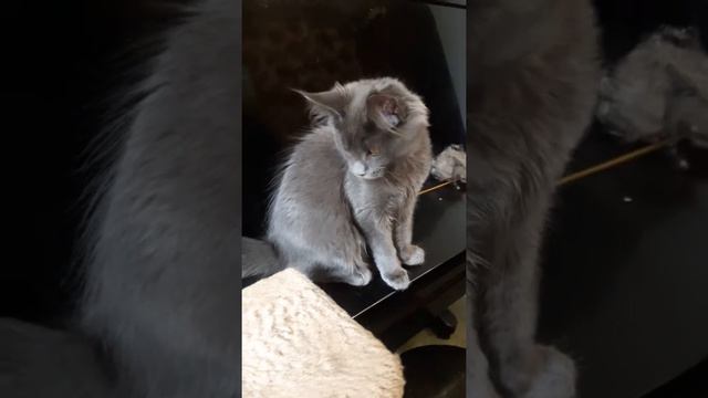 Продана девочка Delfia Lina VanLinx Мейн кун др 22 апреля 2018г смотреть онлайн