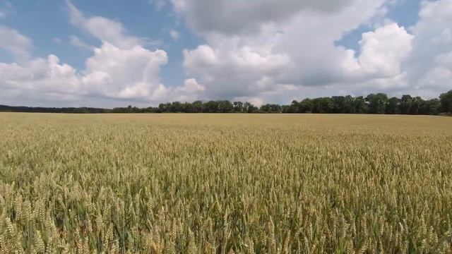 КВС "ЕМІЛЬ" (помилки вирощування) смотреть онлайн