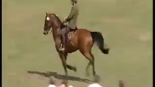 КАКАЯ УМНАЯ ЛОШАДЬ!!! смотреть онлайн