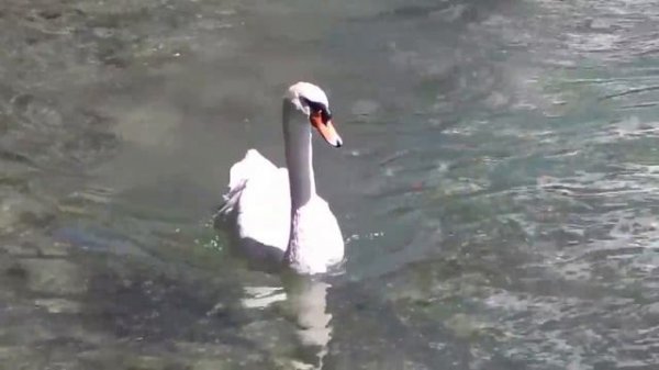 Zurich Switzerland City Tour....View the city, the famous flower clock and amazing food!