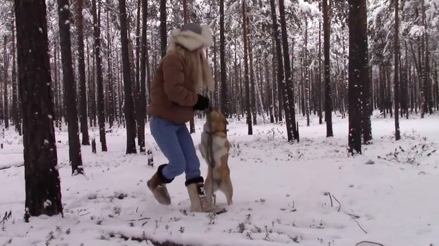 ОХОТНИЧЬЯ СОБАКА. КАК ВЫБРАТЬ??? СОВЕТЫ МАНСИ И ХАНТЫ. смотреть онлайн