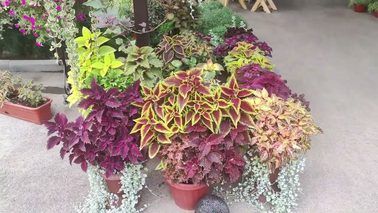 Колеусы. Как сохранить зимой. Самый простой способ. Когда пора заносить колеусы в дом. смотреть онлайн