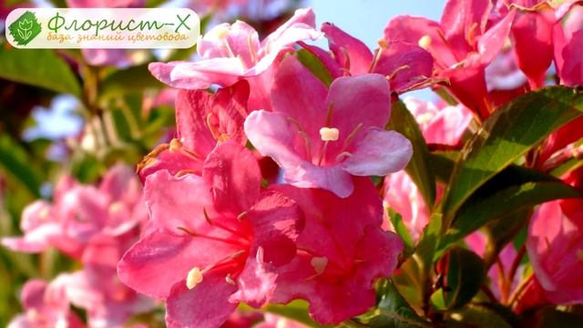 ? Уход за вейгелой в саду: подкормка и полив вейгелы