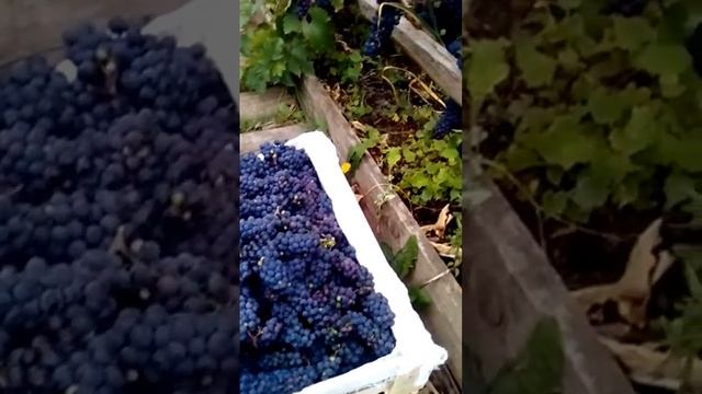 Сбор винограда в Сибири для вина. 13 сентября 2022 смотреть онлайн