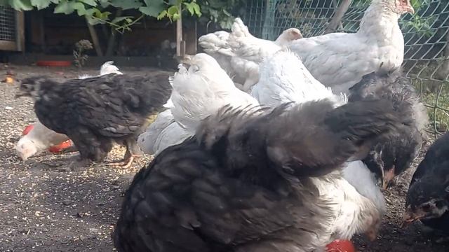 Брама Изабель, Чёрная. Цыплята. смотреть онлайн