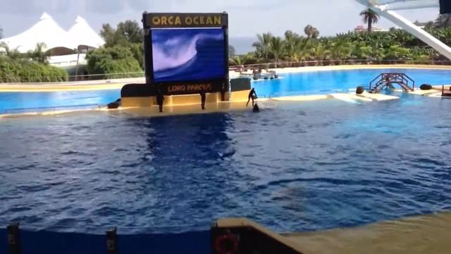 Tenerife, Loro Parque, Шоу касаток 2013 2-я часть смотреть онлайн
