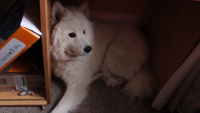 Злой самоед ? Cобака не хочет мыть лапы. смотреть онлайн