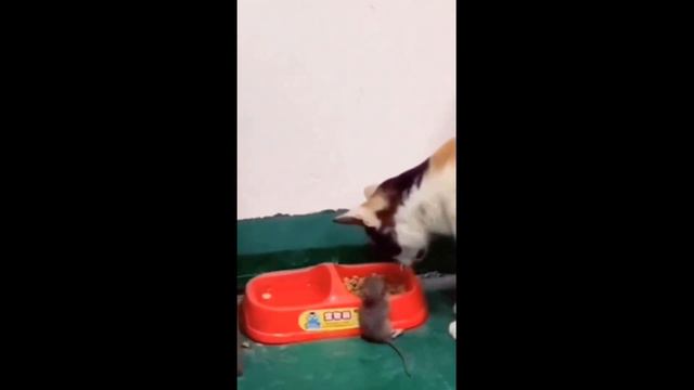 Funny and interesting animals №12. Смешные интересные животные. Smiles and laughter guaranteed. смотреть онлайн