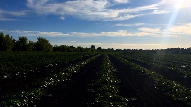 Наша дыня на 06.06.19 . Первые маленькие дыньки и кабачки. смотреть онлайн