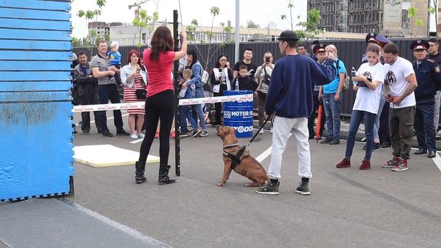 Pitbull show 2019. Wall climbing смотреть онлайн