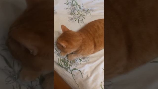 Кот Рыжик на кровати, животные