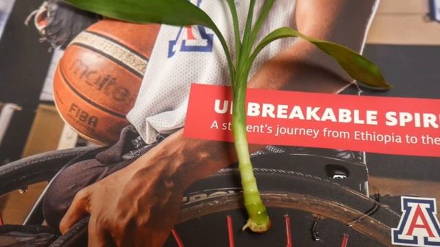 TRIMMING LUCKY BAMBOO / JOY US GARDEN смотреть онлайн