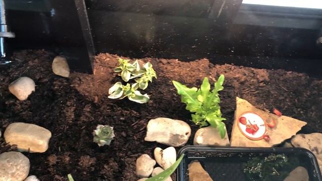 Coffee Table Terrarium :-) смотреть онлайн