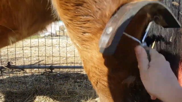 МОЁ ОТНОШЕНИЕ К ЧИСТКЕ ЛОШАДЕЙ смотреть онлайн