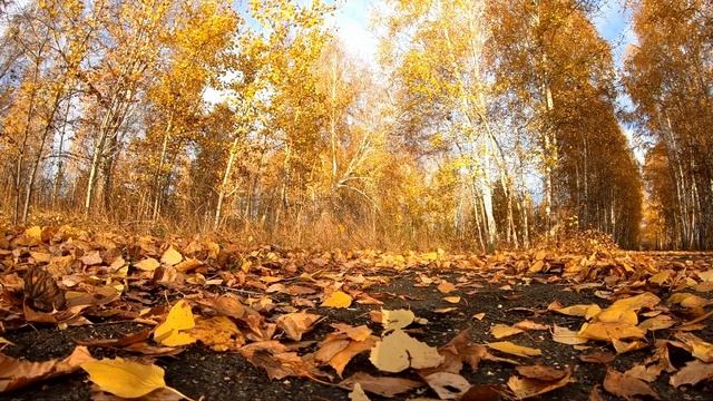 Осень листья дрон.mp4 смотреть онлайн