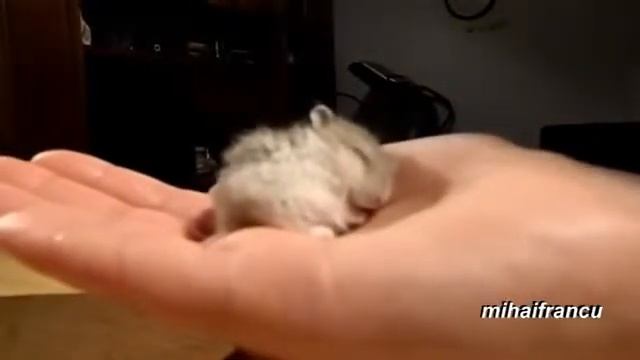 Хомяк храпит смотреть онлайн