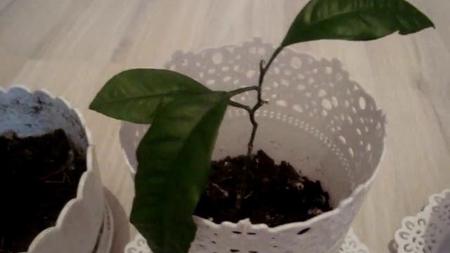 Как вырастить мандарины дома из косточки (часть 2) смотреть онлайн