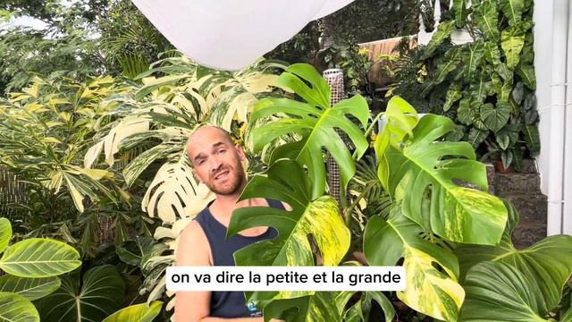 Bienvenue Dans Ma Jungle , Je Vous Emmène A La Découverte De Mes Monsteras