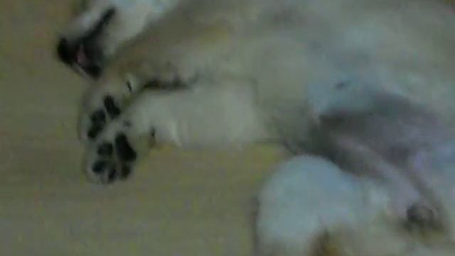 щен показывает язык во сне смотреть онлайн