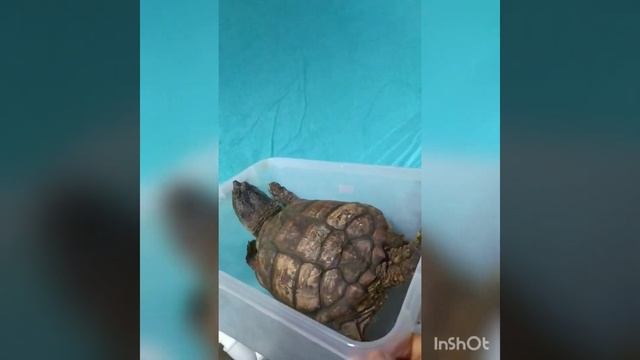 Успешное заселение на новое место каймановой черепахи? смотреть онлайн