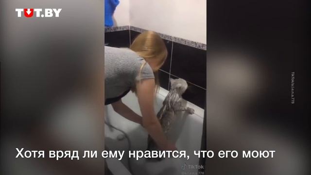 Говорящий кот отвечает своей хозяйке! смотреть онлайн
