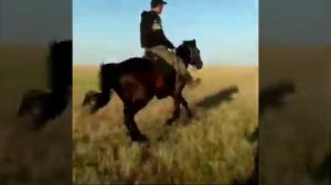 Мчится конь подо мной по широкой степи