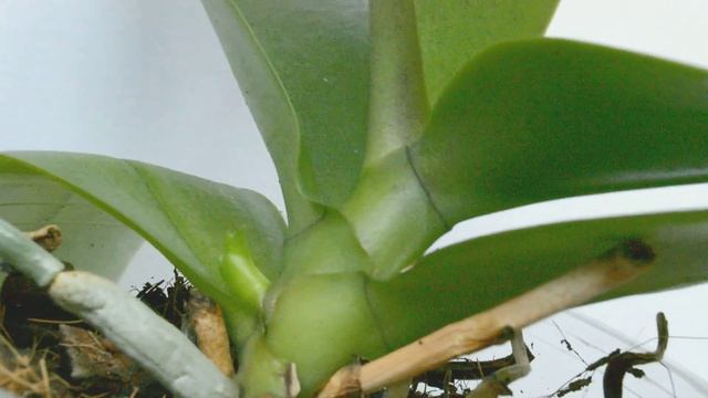 орхидеи ПРОЦВЕТУТ НА ДВА цветоноса, если ПОЛИВАТЬ ЭТИМ! цветонос ЗА цветоносом ЛЕЗУТ! корни ПОСПЕЮТ смотреть онлайн
