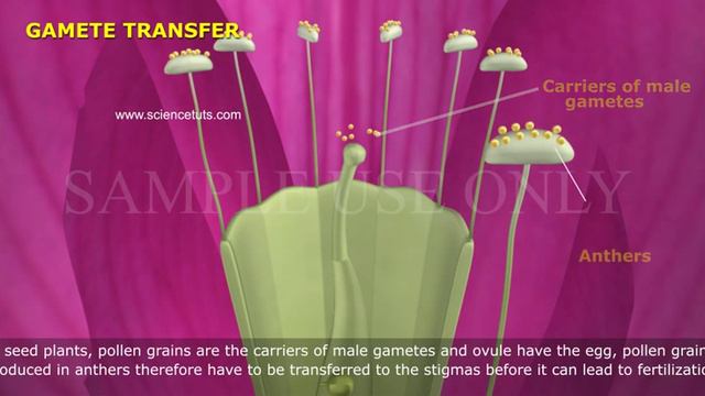 GAMETE TRANSFER смотреть онлайн