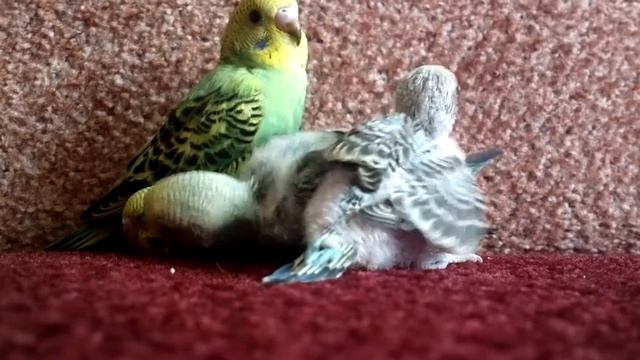 Птенцы растут смотреть онлайн