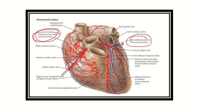 Right coronary area supplied area MRCS question solve (CRACK MRCS) смотреть онлайн
