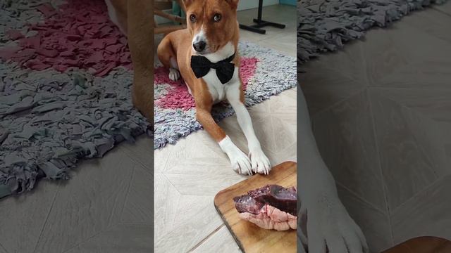 мысли о еде 🐶🐾 басенджи 😍 африканский молчун 🐯🔥 смотреть онлайн