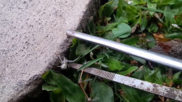 White Spider My Park смотреть онлайн