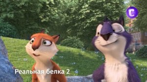 Реальная белка