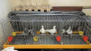 ПАРОВКА ГОЛУБЕЙ Способ как  спаривать голубей / Голуби к сезону 2023