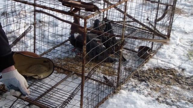 Ловушка для ястреба-тетеревятника смотреть онлайн