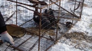 Ловушка для ястреба-тетеревятника