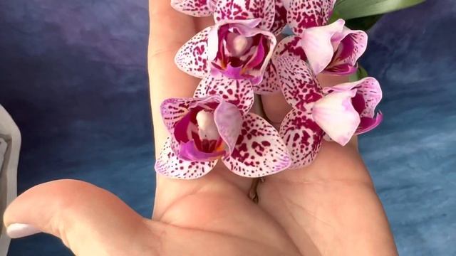 Phal. Formosa Cranberry peloric | Миниатюрная мультифлора фаленопсис Формоза Крэнберри |Обзор сорт смотреть онлайн