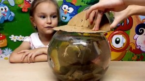 Стадии развития лягушек Познавательное видео для детей