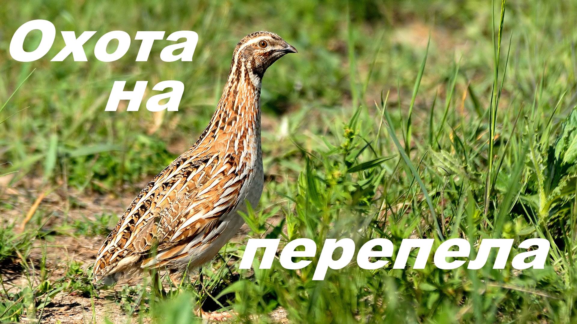 Охота на перепела открытие2023г смотреть онлайн