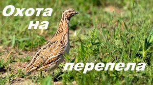 Охота на перепела открытие2023г