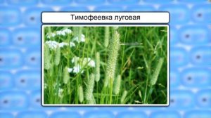 Прорастание семян. Видеоурок по биологии 6 класс