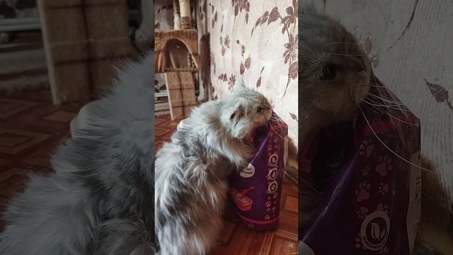 БОЛЬШАЯ ЛЮБОВЬ АДЕЛИНЫ... Или... что там шуршит в углу?? смотреть онлайн