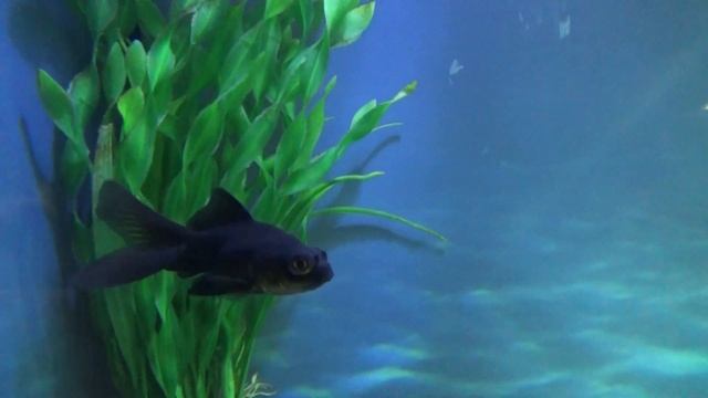 Телескоп. Все самое важное. смотреть онлайн