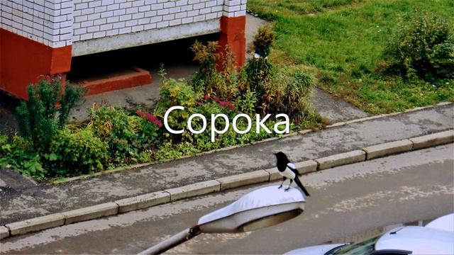 Сорока. смотреть онлайн
