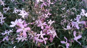 Маттиола, вечерний аромат в моем саду#еленазагороднажизнь