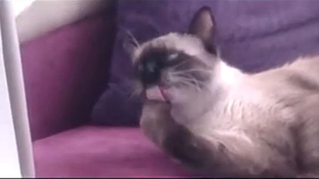 Кошка Дэйзи грызёт когти смотреть онлайн