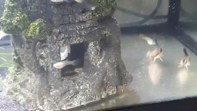 Guppy Fry are nearly all Grownups смотреть онлайн